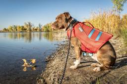 Dog at Lake Wearing Life Jacket