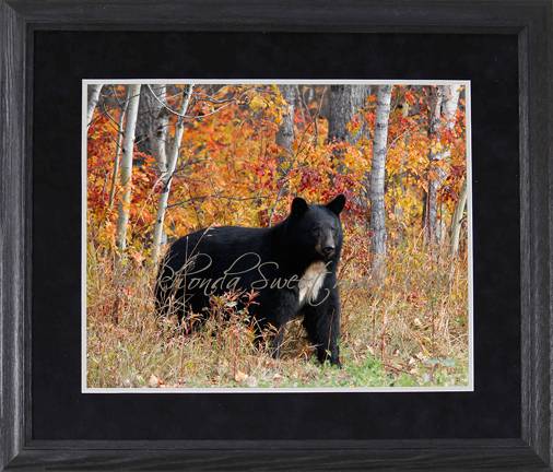Black Bear Images Autumn Bear