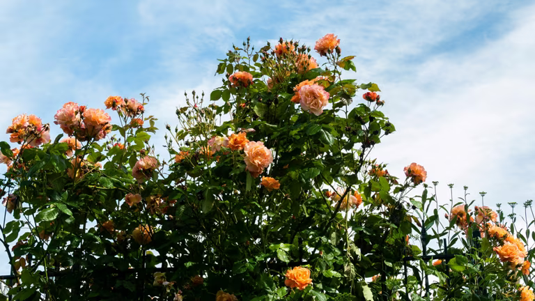 josi-ribeiro-O0rlHqjiSSo-unsplash_11868_2024-06-10_12-33
