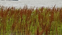lake weed control