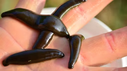 leech-368345_1280_11868_2024-02-07_13-53