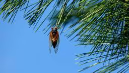 Brood X Cicadas